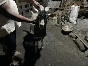 Goat Male
