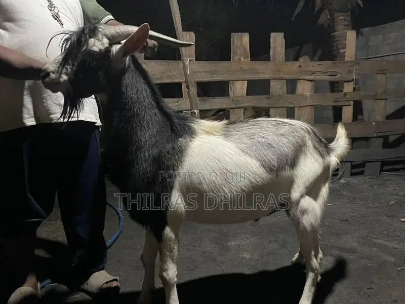 Goat Male