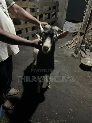 Goat Male