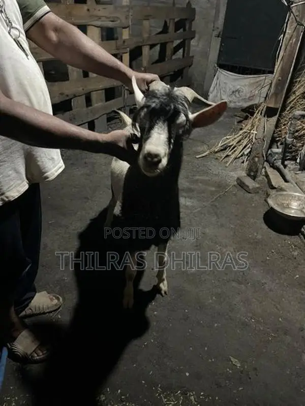 Goat Male