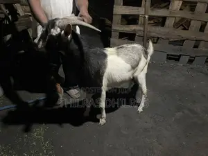 Goat Male