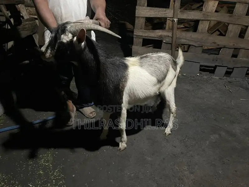 Goat Male