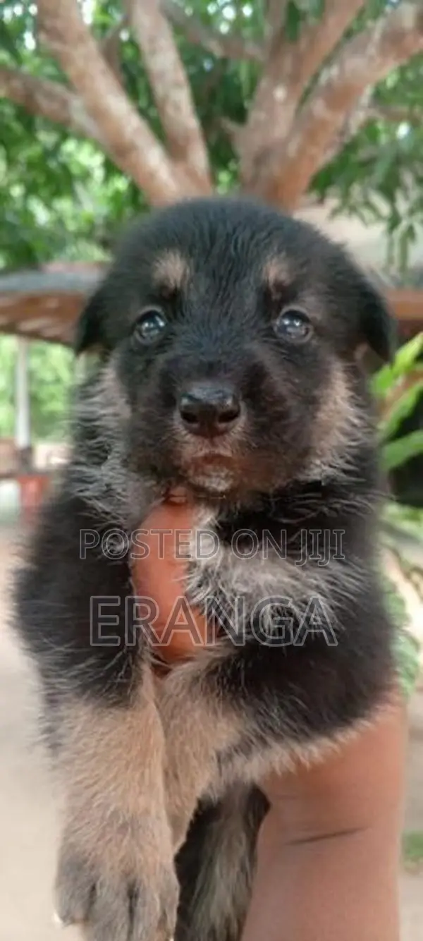 German Shepherd Cross Puppies