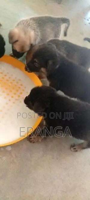 German Shepherd Cross Puppies