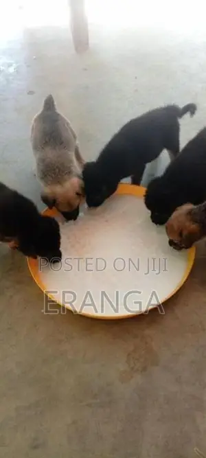 German Shepherd Cross Puppies