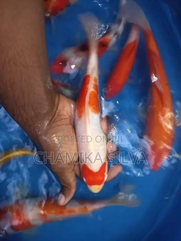 Koi Carp
