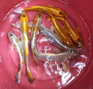 Koi Carp