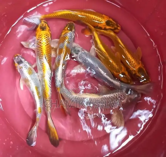 Koi Carp