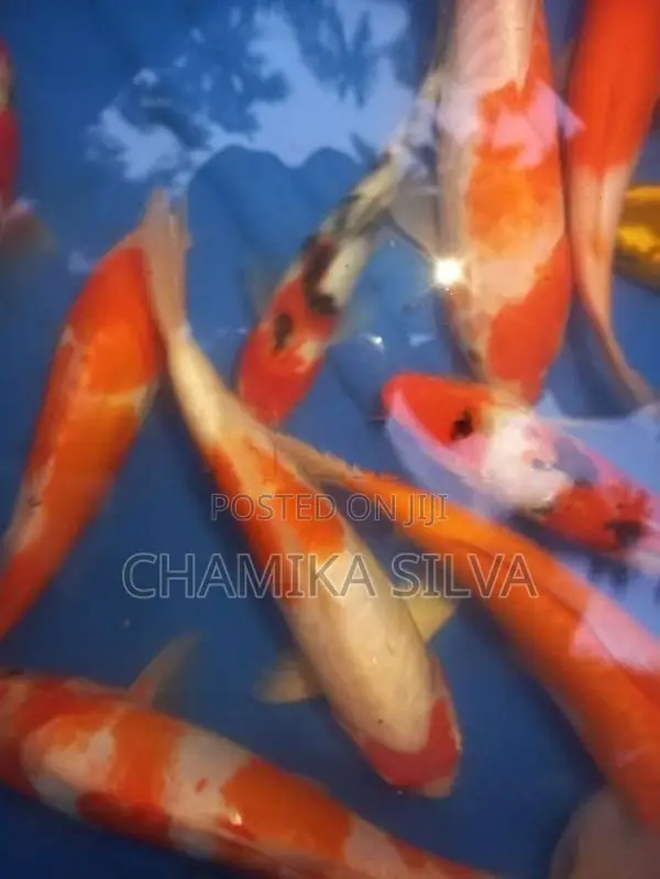 Koi Carp