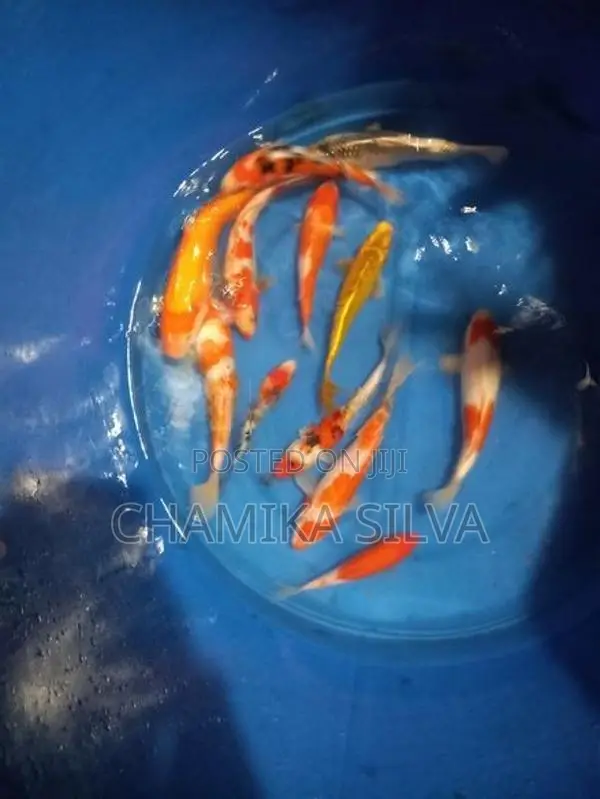 Koi Carp