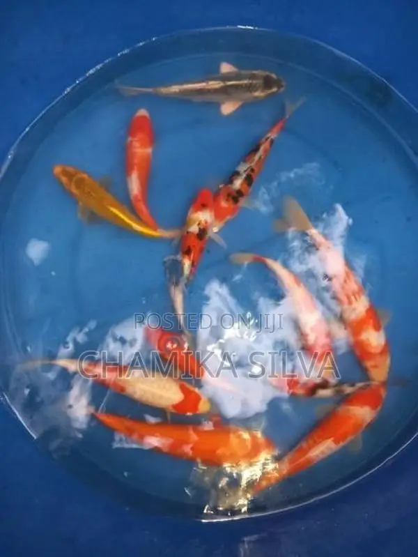 Koi Carp