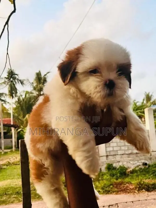 Shih Tzu Puppy
