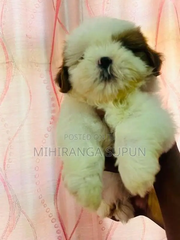 Shih Tzu Puppy