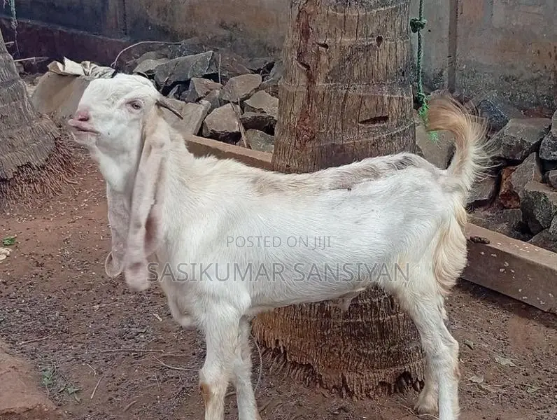 ஆடு Goat