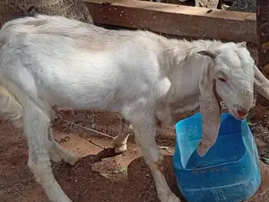 ஆடு Goat