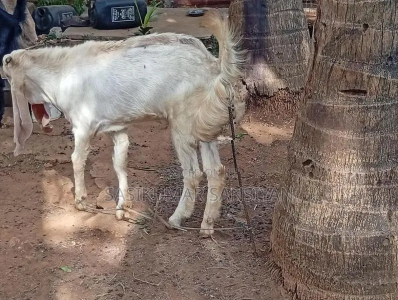 ஆடு Goat