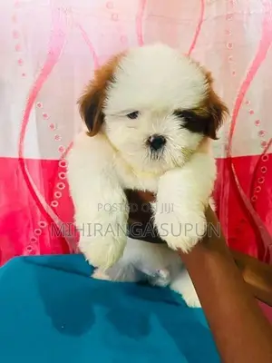 Shih Tzu Puppy
