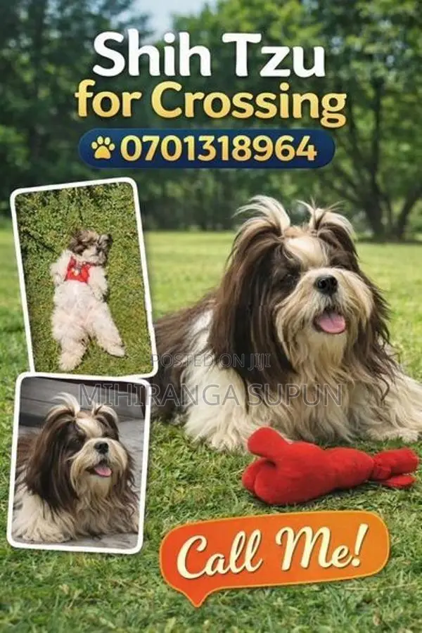 Shih Tzu Puppy