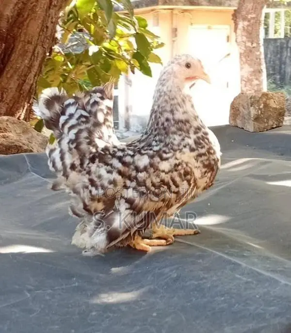 Japanese Bantam Chickens