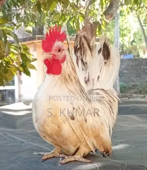 Japanese Bantam Chickens