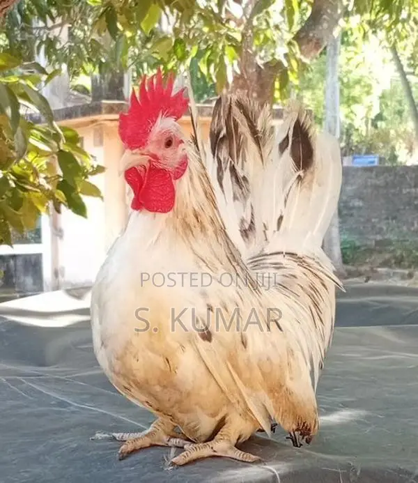 Japanese Bantam Chickens