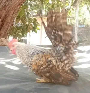 Japanese Bantam Chickens