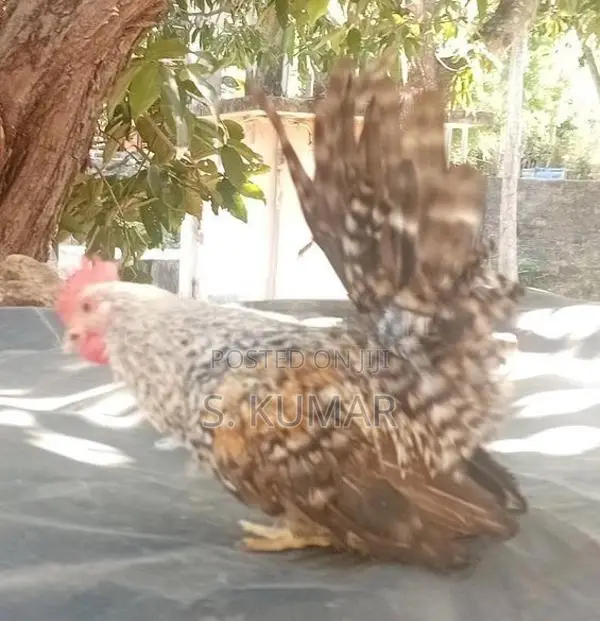 Japanese Bantam Chickens