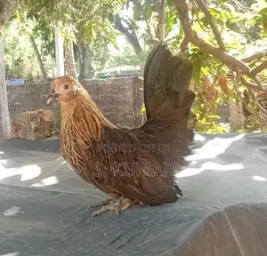 Japanese Bantam Chickens