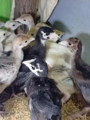 කලුකුම් පැටවුන්