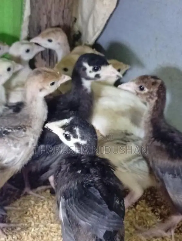කලුකුම් පැටවුන්