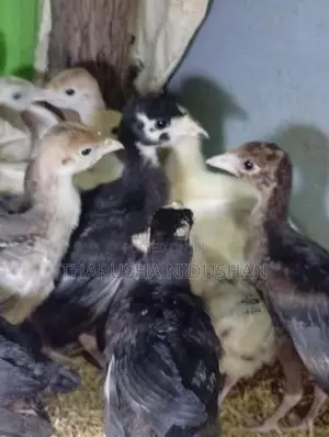 කලුකුම් පැටවුන්
