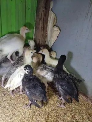 කලුකුම් පැටවුන්