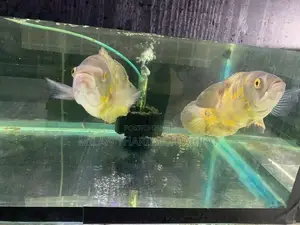 Oscar Fish