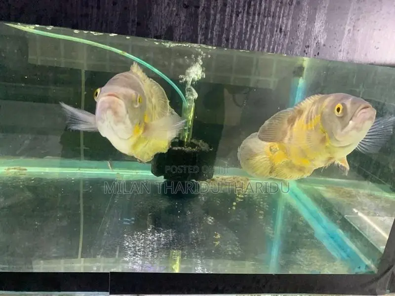 Oscar Fish