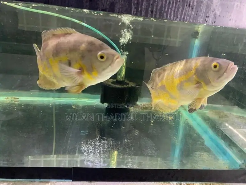 Oscar Fish