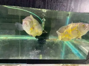 Oscar Fish