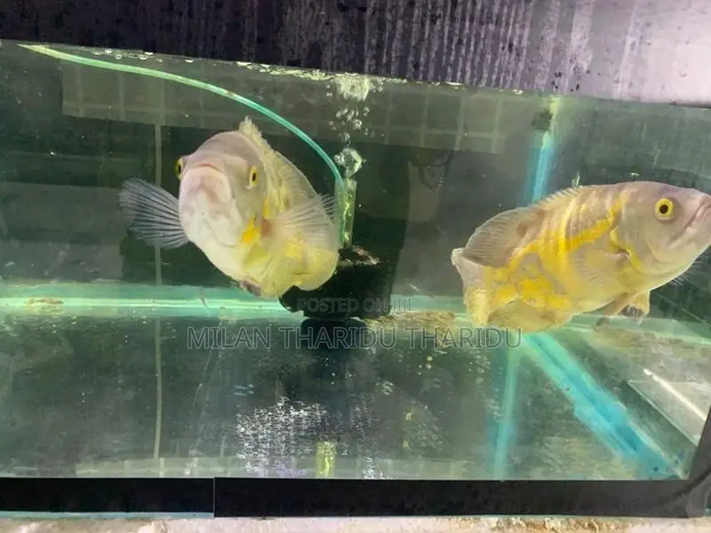 Oscar Fish