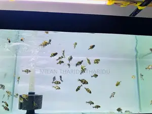 Oscar Fish