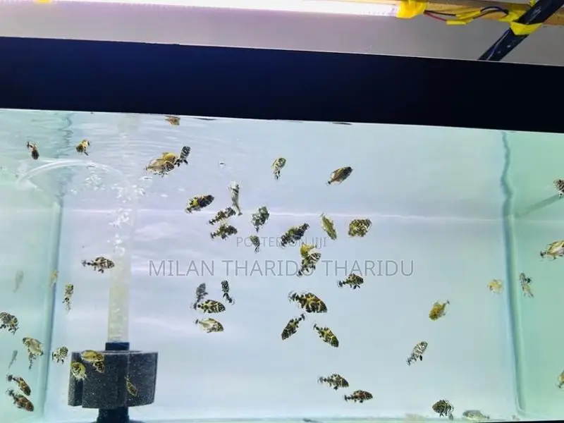 Oscar Fish