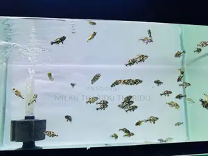 Oscar Fish
