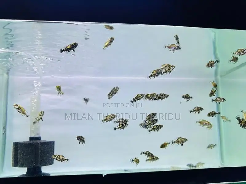 Oscar Fish