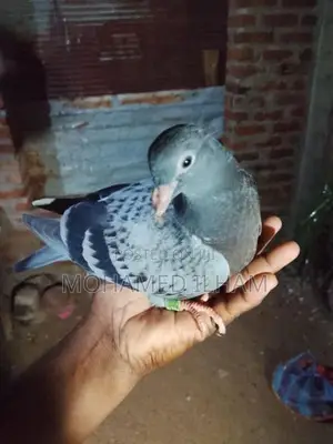 Pigeons