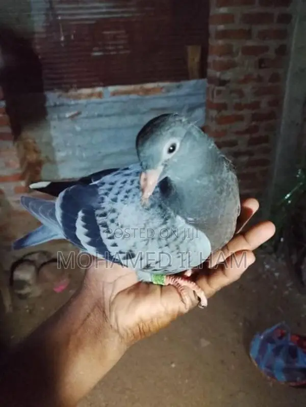 Pigeons