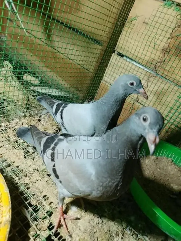 Pigeons