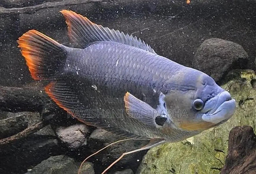Red Fin Giant Gurami