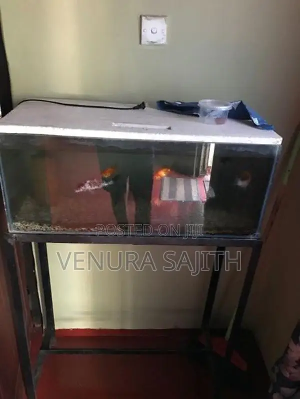 Fish Tank With