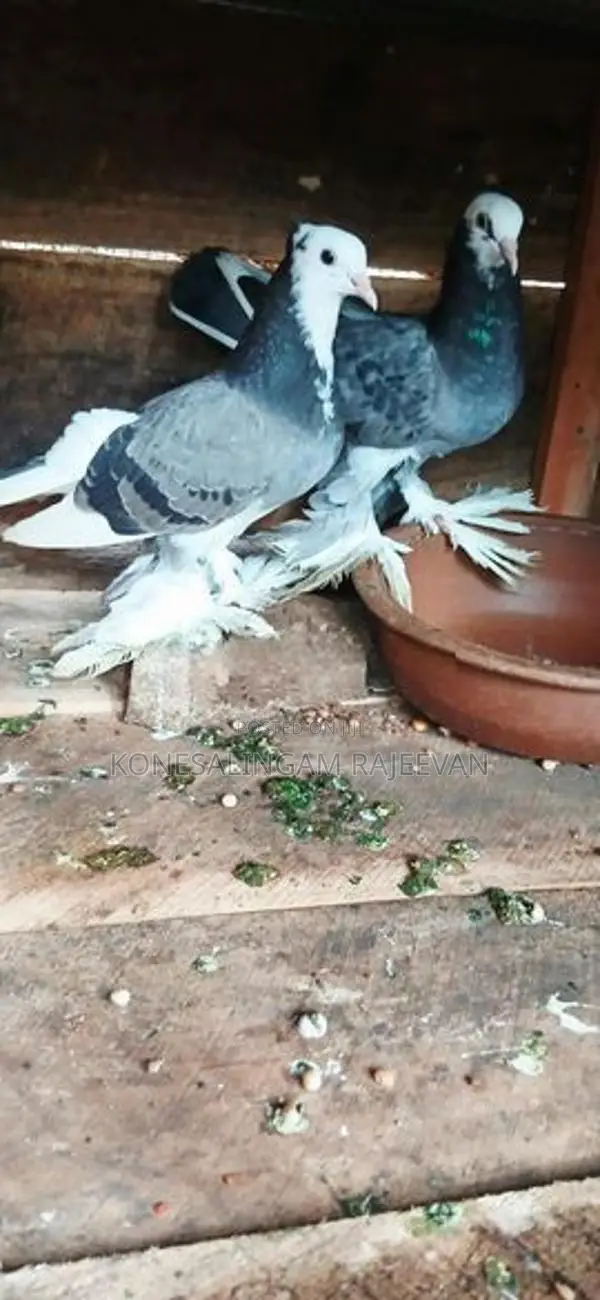 சைனா புறா