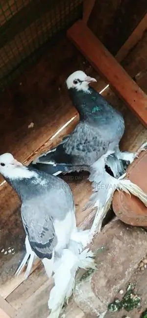 சைனா புறா
