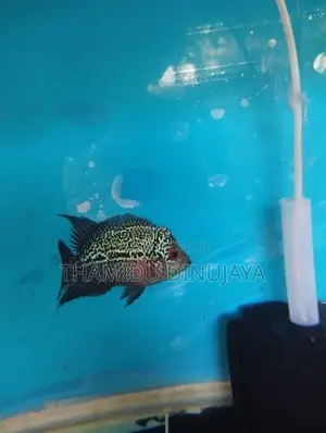 Flowerhorn