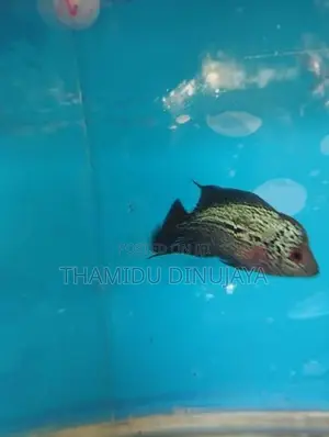 Flowerhorn